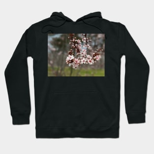 Cherry Blossoms 4 Hoodie